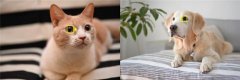 尼康Z6/Z7固件更新3.0版，增加动物面部/眼睛自动对焦功能