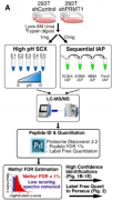 Deep Protein Methylation Profiling by Combined Chemical and